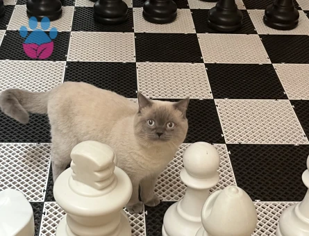 BluePoint cinsi kedime dişi eş arıyorum