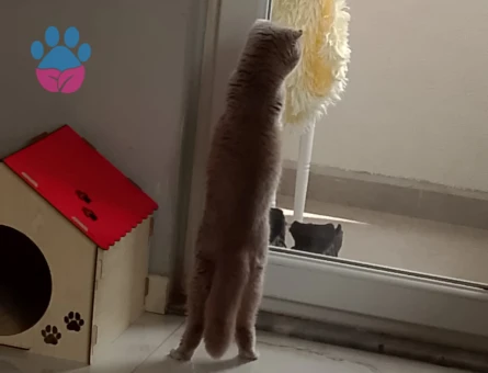 Skotiş gold eş arıyom