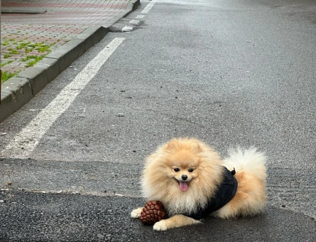 Tatlı Pomeranian’ımın Eş Adayı Aranıyoruz - 118976193