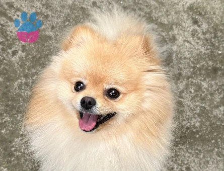 Tatlı Pomeranian’ımın Eş Adayı Aranıyoruz
