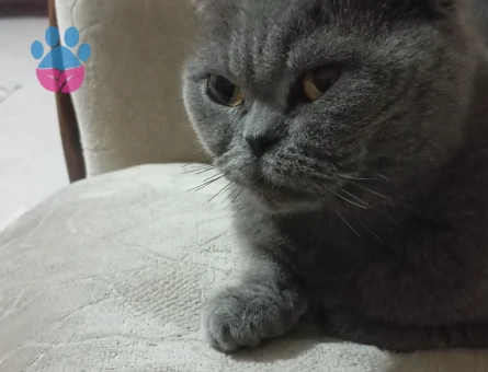 Scottish fold 5 Yaşında Dişi Kızgınlıkta Eş Arıyor