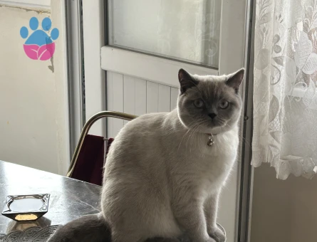 British Shorthair 1 Yaşında Dişi Kızgınlık Döneminde