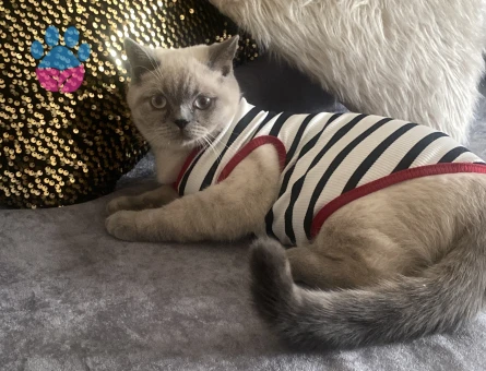 British Shorthair 1 Yaşında Dişi Kızgınlık Döneminde