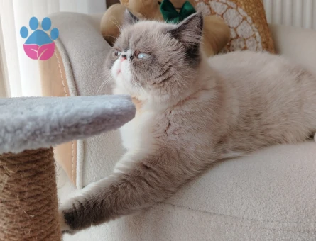 Biricik oğlumuza uygun bir eş adayı arıyoruz