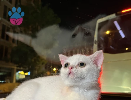 British Shorthair Dişi Kızgınlıkta