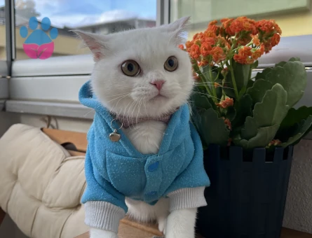 British Shorthair Dişi Kızgınlıkta