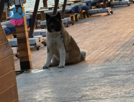 GÖZ BEBEĞİMİZE ERKEK ARKADAŞ ARIYORUZ