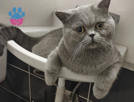 Oğlum mars için gelin arıyorum