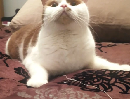 British Shorthair 1 Yaşında Eş Arıyor - 118967900