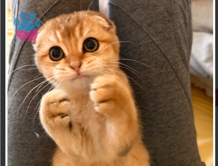 Scottish Fold Kedime Eş Arıyorum Kızgınlıkta