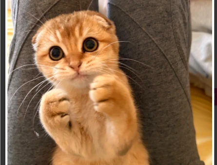 Scottish Fold Kedime Eş Arıyorum Kızgınlıkta - 118967916