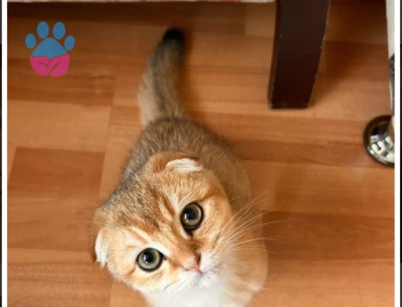 Scottish Fold Kedime Eş Arıyorum Kızgınlıkta