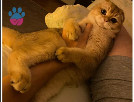 Scottish Fold Kedime Eş Arıyorum Kızgınlıkta