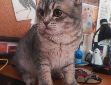 8 Aylık British Shorthair Kedime Eş Arıyorum - 118967918