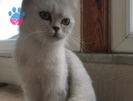 British Shorthair Kedime Eş Arıyorum