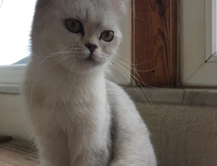 British Shorthair Kedime Eş Arıyorum - 118967946