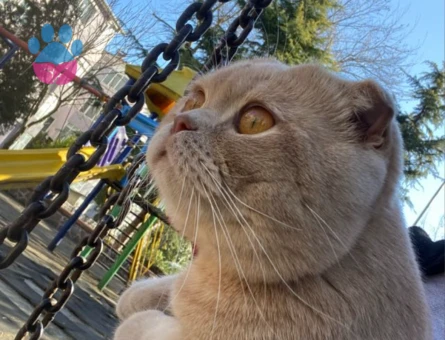 Aslanıma Eş aranıyo