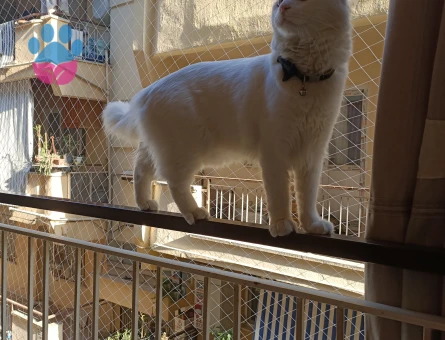 11 aylık erkek van kedime eş arıyorum.