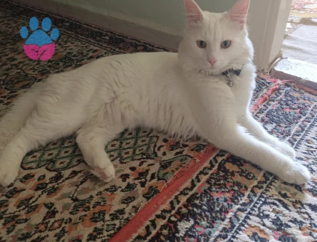 11 aylık erkek van kedime eş arıyorum.