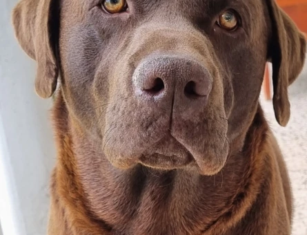 LABRADOR ERKEK - 118976906