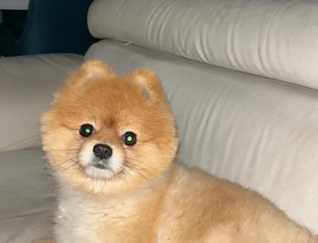 Pomerian bu köpeğime dişi arıyorum - 118976911