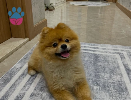 Pomerian bu köpeğime dişi arıyorum