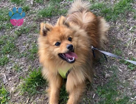 Oğlumuza eş arıyoruz