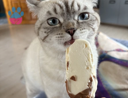 Biritis 8 aylık erkek kedimm