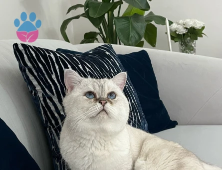 British shorthair bluepoint oğluma yakışır dişi