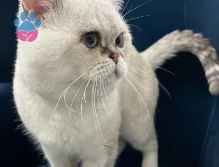 British shorthair bluepoint oğluma yakışır dişi