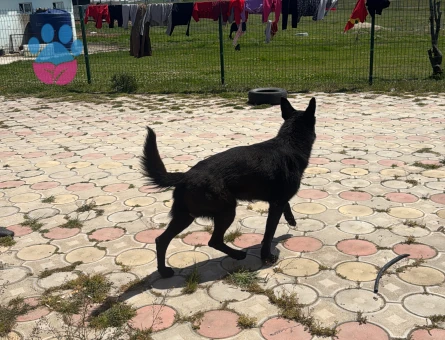 Alman Kurdu Erkek Gölgeye eş arıyorum