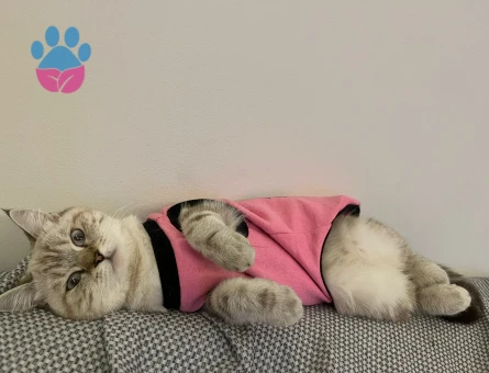 British Shorthair Dişi Kedime Eş Arıyorum