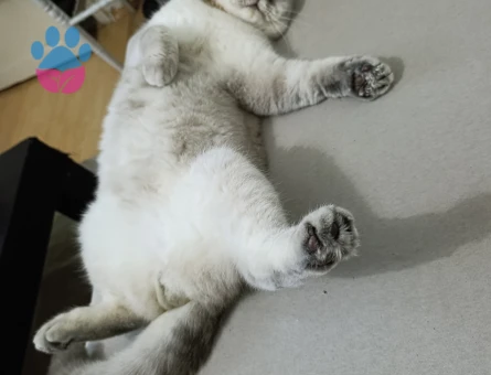 British Shorthair 1 Yaşındaki oğlumuza Eş Arıyoruz