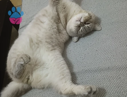 British Shorthair 1 Yaşındaki oğlumuza Eş Arıyoruz