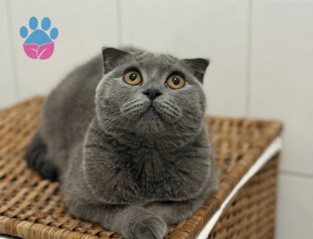 Scottish Fold Cindy hanıma damat arıyorum