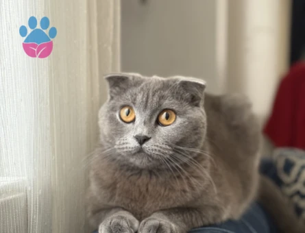 Scottish Fold Cindy hanıma damat arıyorum