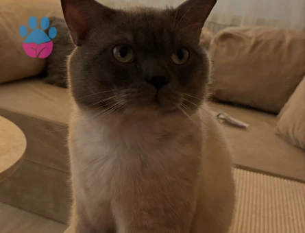 British Shorthair 2 yaşındaki oğluma eş arıyorum