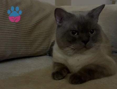 British Shorthair 2 yaşındaki oğluma eş arıyorum