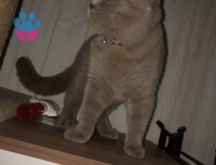 Scottish Fold Kızgınlıkta