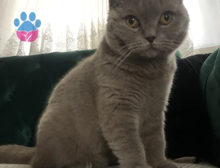 Scottish Fold Kızgınlıkta