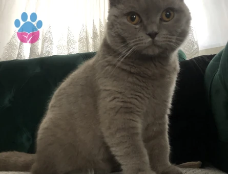 Scottish Fold Kızgınlıkta