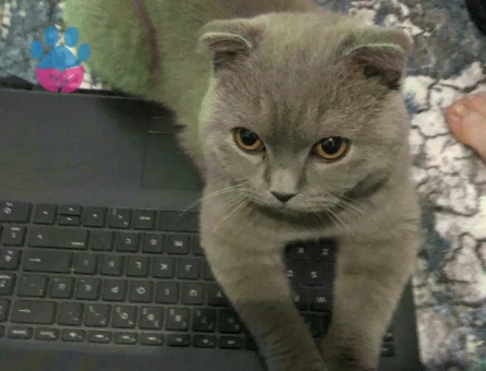 Scottish Fold Kızgınlıkta