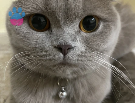 Scottish Kızıma Damat Arıyoruz