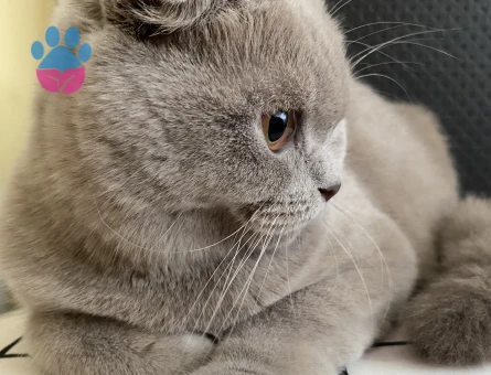 Scottish Kızıma Damat Arıyoruz