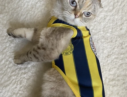 Scottish Fold 2 Yaşında - 118969478