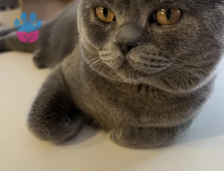 British shorthair cinsi erkek kedimize eş arıyoruz