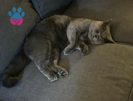 British shorthair cinsi erkek kedimize eş arıyoruz