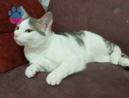 Tekir Kızıma eş arıyoruz