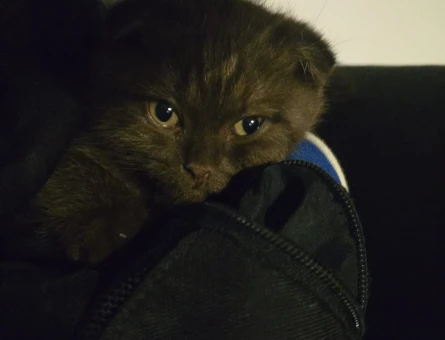 Scottish Fold Chocolate Kedime eş arıyorum - 118977627