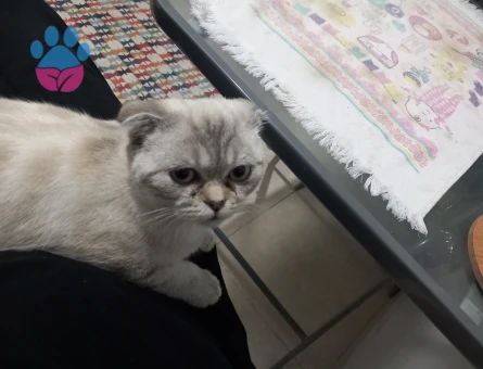 Yakışıklı kedimize eş arıyoruz